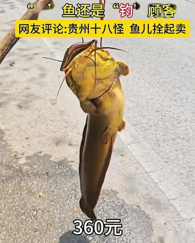 360元/条！贵州大爷木棍吊卖“鲶鱼”引争议，围观网友：这是塘鲺