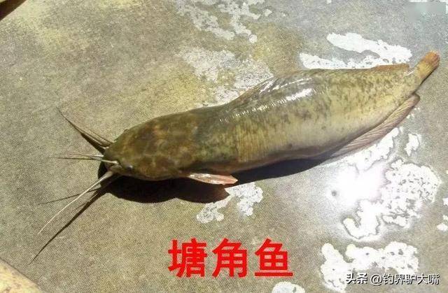 360元/条！贵州大爷木棍吊卖“鲶鱼”引争议，围观网友：这是塘鲺